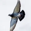 Flying Pigeon Diamond Painting