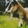 Goat Eating Grass Diamond Painting