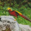 Golden Pheasant Diamond Painting