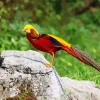Golden Pheasant Diamond Painting