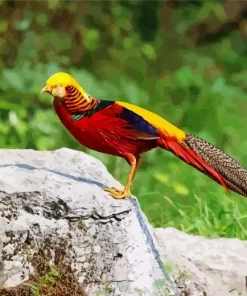 Golden Pheasant Diamond Painting