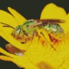 Green Bee Insect Diamond Painting