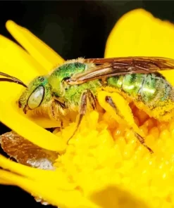 Green Bee Insect Diamond Painting