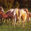 Herd Of Horses Diamond Painting