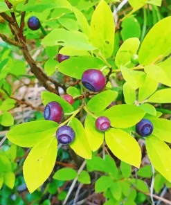 Huckleberry Plant Diamond Painting