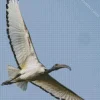 Ibis Bird Flying Diamond Painting