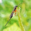 Ichneumon Wasp Diamond Painting