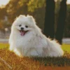 Japanese Spitz Dog Diamond Painting