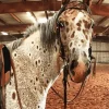Leopard Horse Diamond Painting