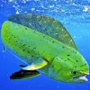 Mahi Mahi Fish Diamond Painting