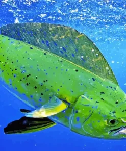 Mahi Mahi Fish Diamond Painting