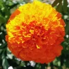 Marigold Flower Diamond Painting