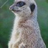 Meerkat Animal Diamond Painting