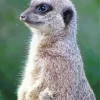 Meerkat Animal Diamond Painting