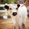 Miniature Cow Diamond Painting