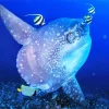 Mola Fish Diamond Painting