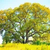 Oak Tree Diamond Painting