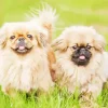 Pekingese Dogs Diamond Painting