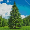 Pine Trees Diamond Painting