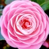 Pink Camellia Flower Diamond Painting