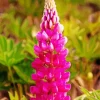 Pink Lupine Flower Diamond Painting