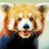 Red Panda Diamond Painting