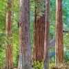 Redwood Trees Diamond Painting