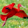 Scarlet Ibis Bird Diamond Painting