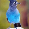 Stellers Jay Bird Diamond Painting