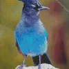 Stellers Jay Bird Diamond Painting