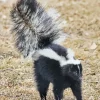 Striped Skunk Diamond Painting