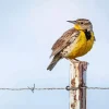 Western Meadowlark Diamond Painting