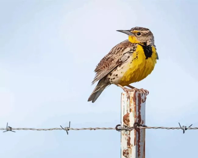 western meadowlark Diamond Paintings Western Meadowlark Diamond Painting