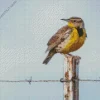 Western Meadowlark Diamond Painting