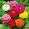 Zinnia Flowers Diamond Painting