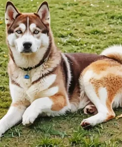Brown Husky Diamond Painting
