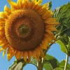 Helianthus Giganteus Diamond Painting