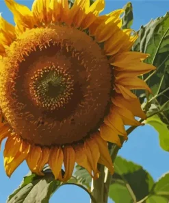 Helianthus Giganteus Diamond Painting
