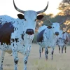 Nguni Cows Diamond Painting