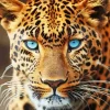 Blue Eyes Leopard Diamond Painting