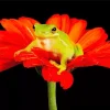 Frog In Flower Diamond Painting