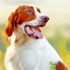 Irish Red And White Setter Diamond Painting