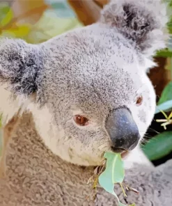 Koala Eucalyptus Diamond Painting