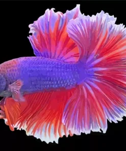 Lavender Betta Fish Diamond Painting