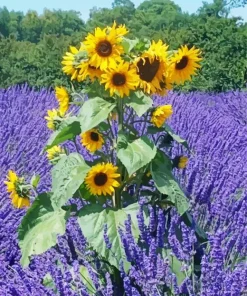 Lavenders And Sunflowers Diamond Painting