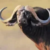 Buffalo With Long Horns Diamond Painting
