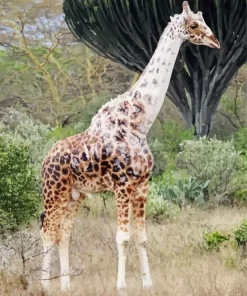 Albino Giraffe Diamond Painting