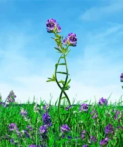 Alfalfa Plant Diamond Painting