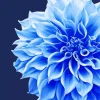 Blue Dahlia Flower Diamond Painting