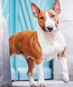 Brown And White English Bull Terrier Diamond Painting
